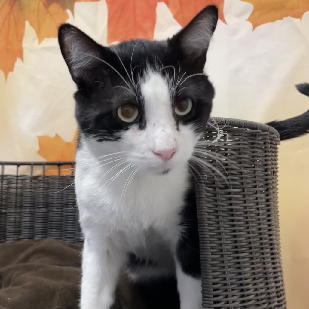 STEVIE SWEETS - Domestic Shorthair for adoption in Henderson
