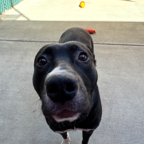 Kennel#5(Remi)'s preview photo