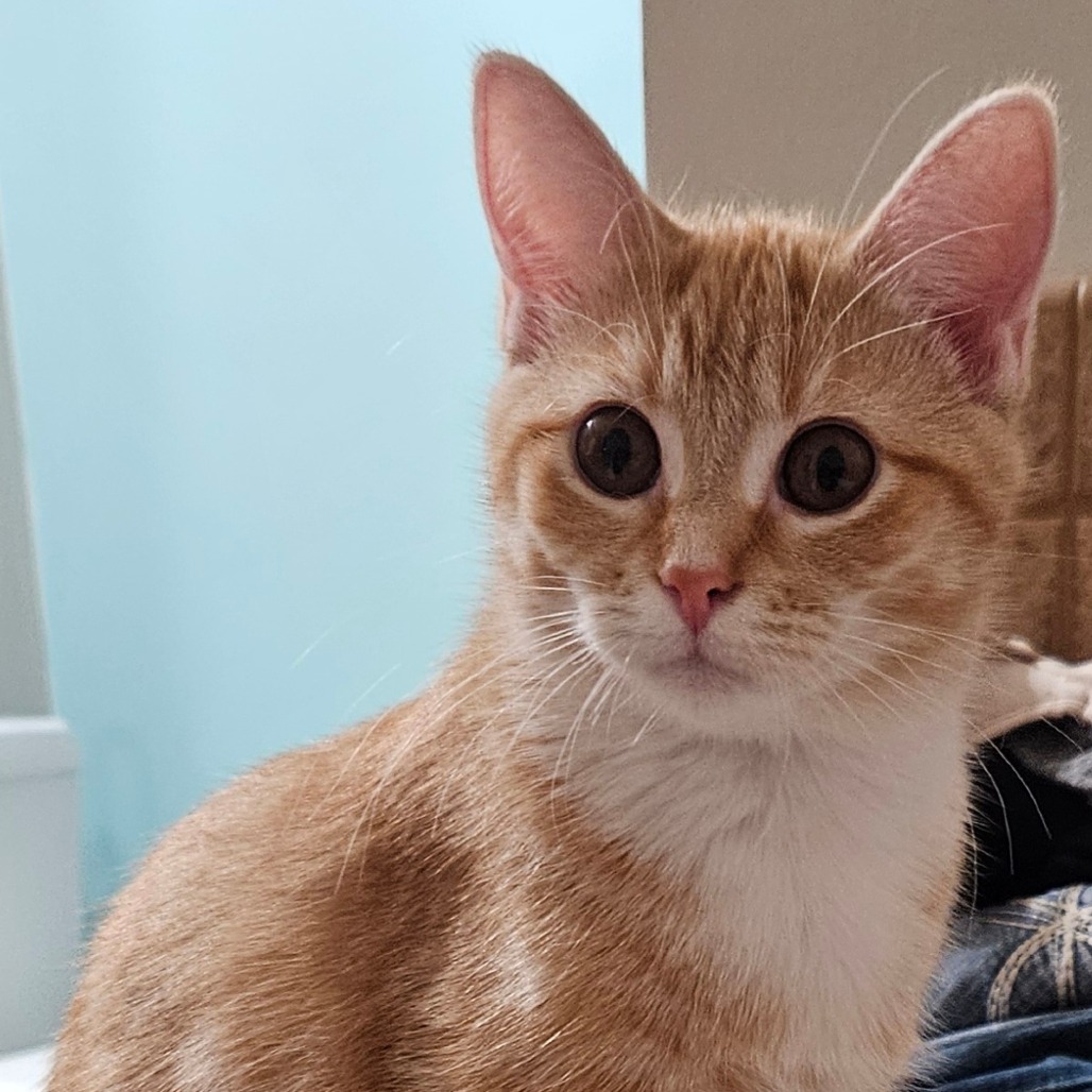 Marmalade