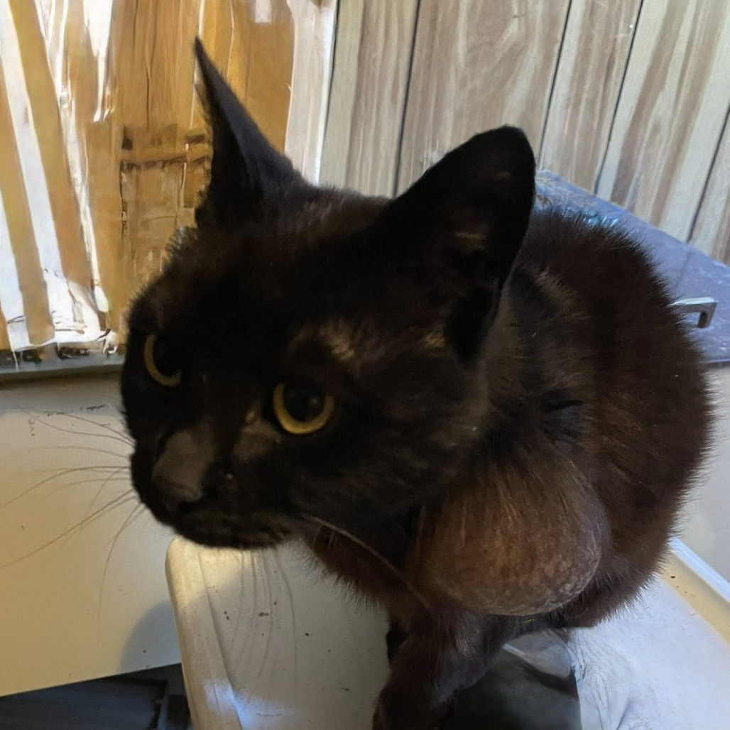 Photo of CROW