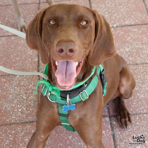 POLO - Pointer, German Shorthaired / Mix available for adoption