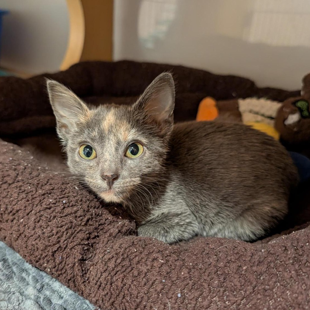 OLIVIA BENSON - Domestic Shorthair available for adoption