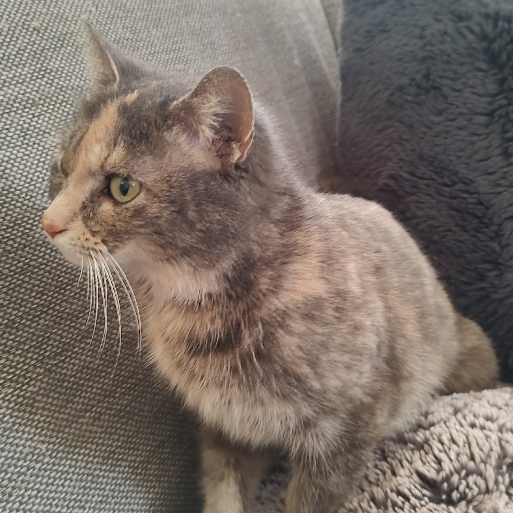 Millie — thumbnail 4