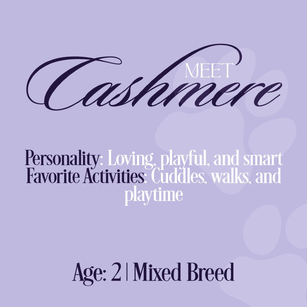 Cashmere — thumbnail 3
