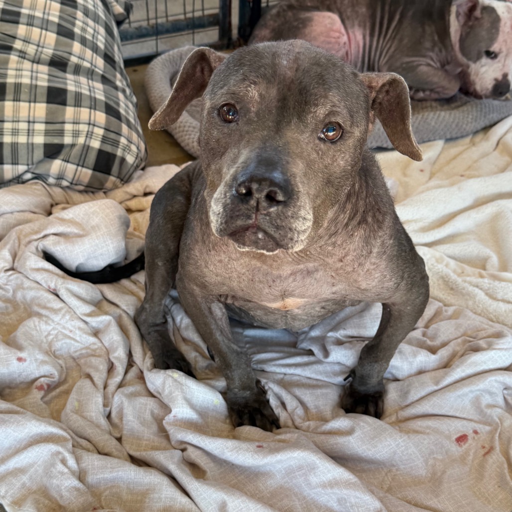 Rylie, an adoptable dog at SPCA-BC