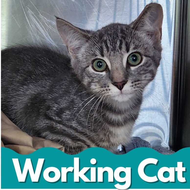 Working Cats for Adoption: Find Your Perfect Pest-Control Partner
