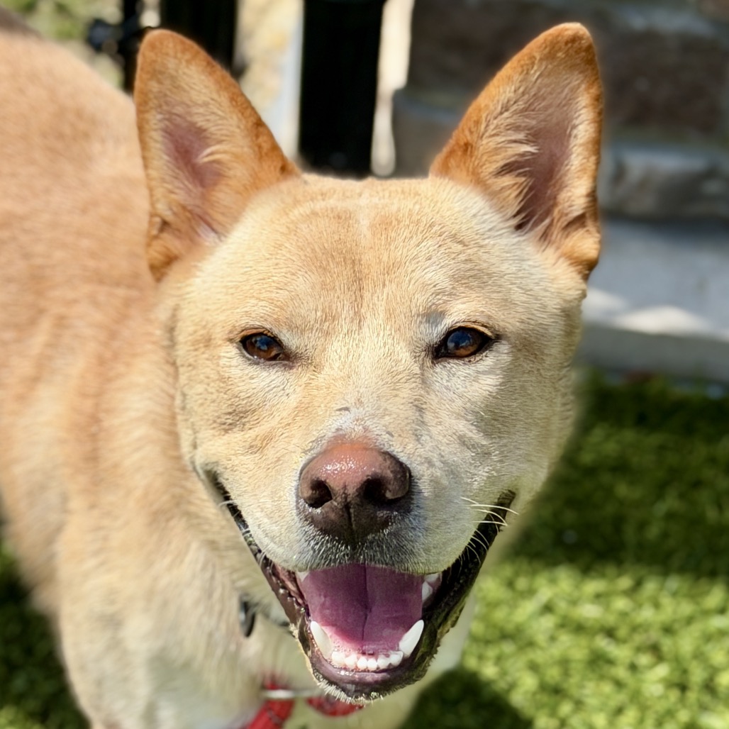 DINGO - Mixed Breed (Medium) available for adoption