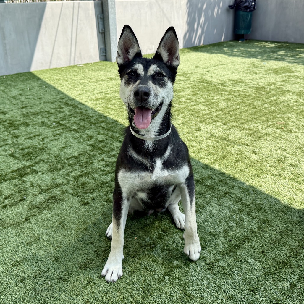 Siberian Husky