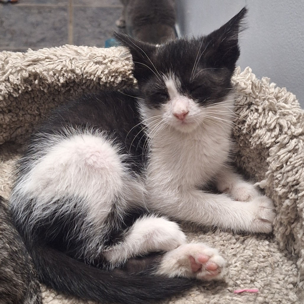 COOKIE - Domestic Shorthair available for adoption