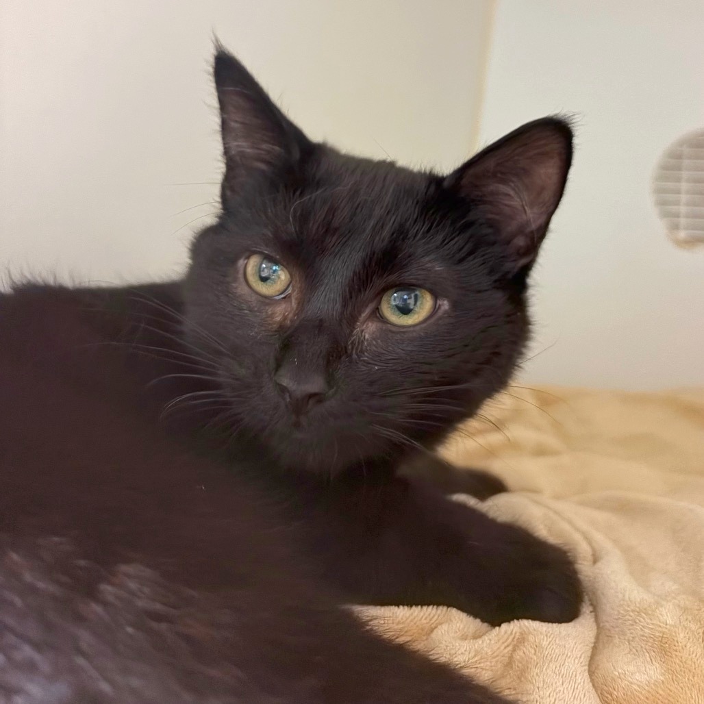 Photo of Onyx