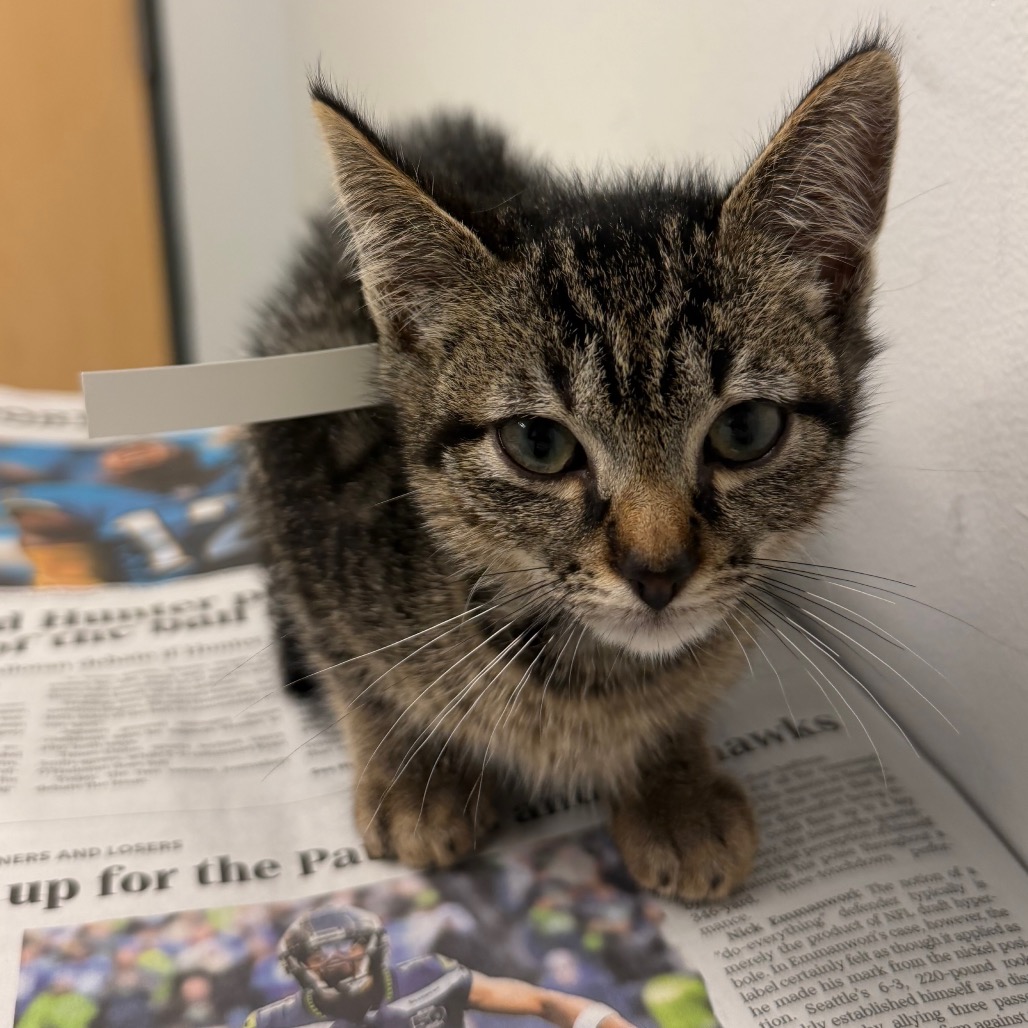 CINNAMON - Domestic Shorthair available for adoption