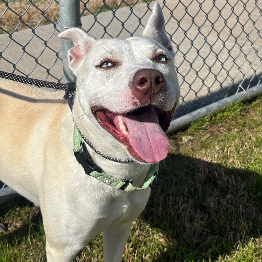 NOVA - Mixed Breed (Large) / Husky, Siberian available for adoption