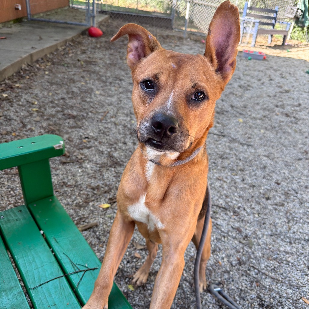 BERNARD - Shepherd / Mixed Breed (Medium) available for adoption