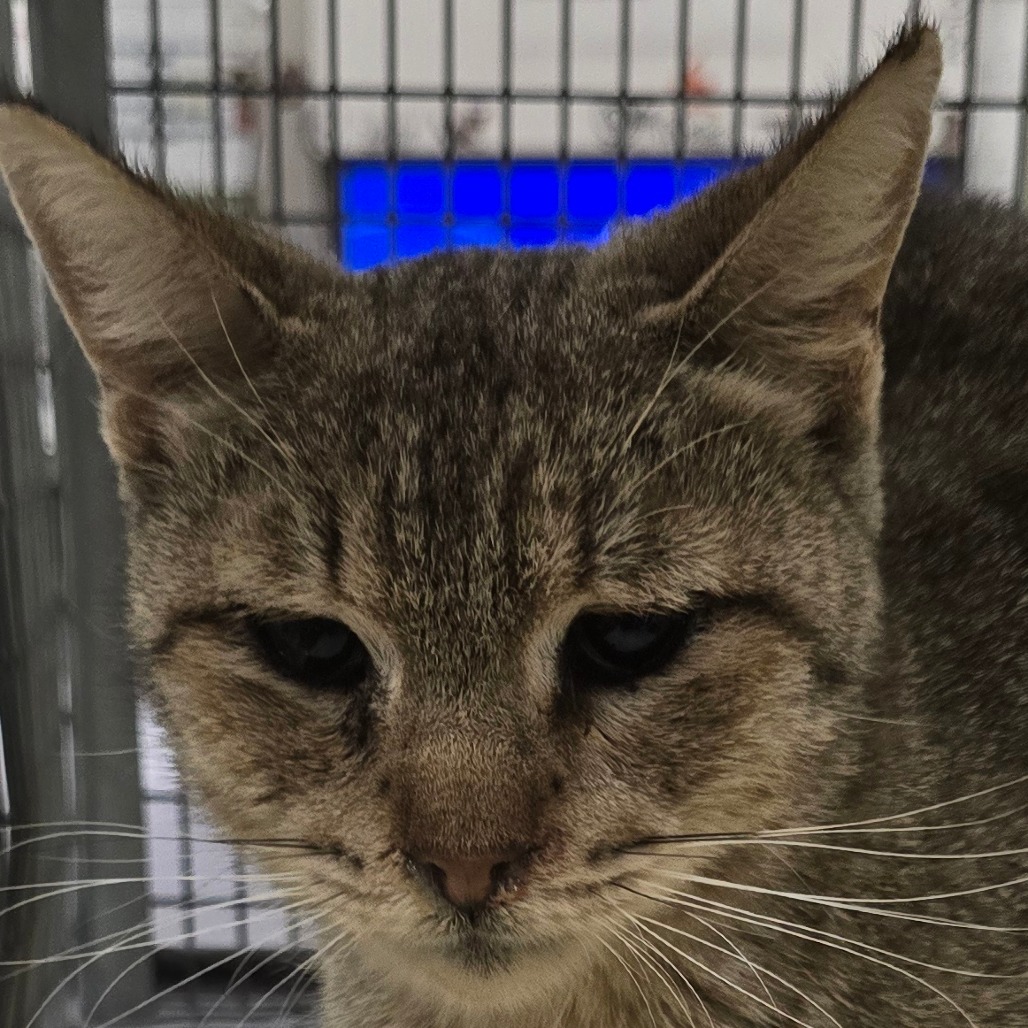 ADRIENNE - Domestic Shorthair for adoption in Las Cruces