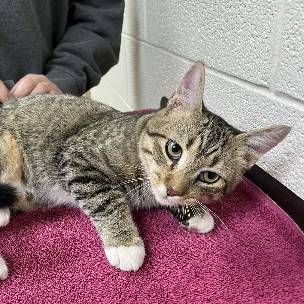 Fluffernut — thumbnail 2