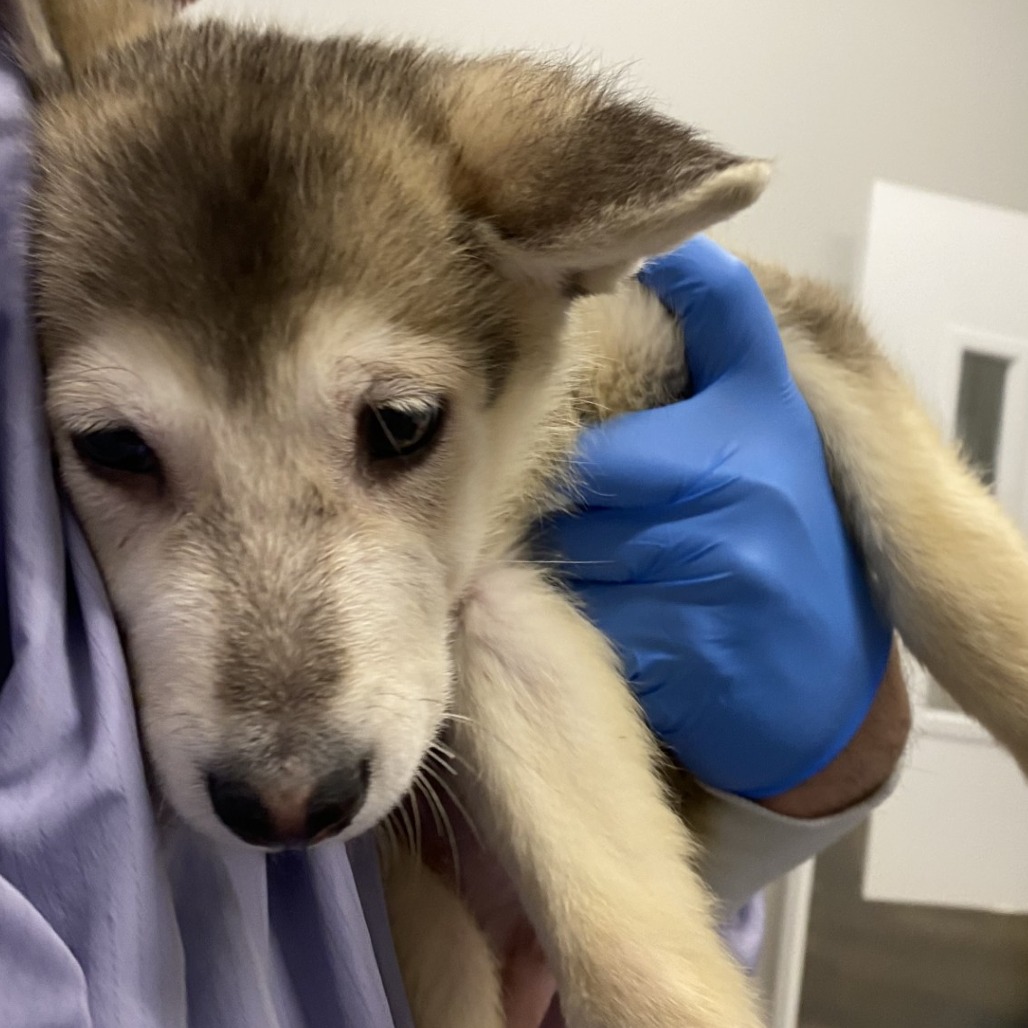 Latimer — thumbnail 2