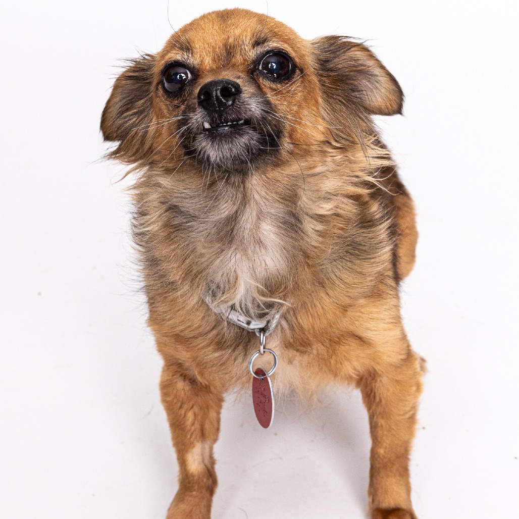 Fluffy bonded with Zoee