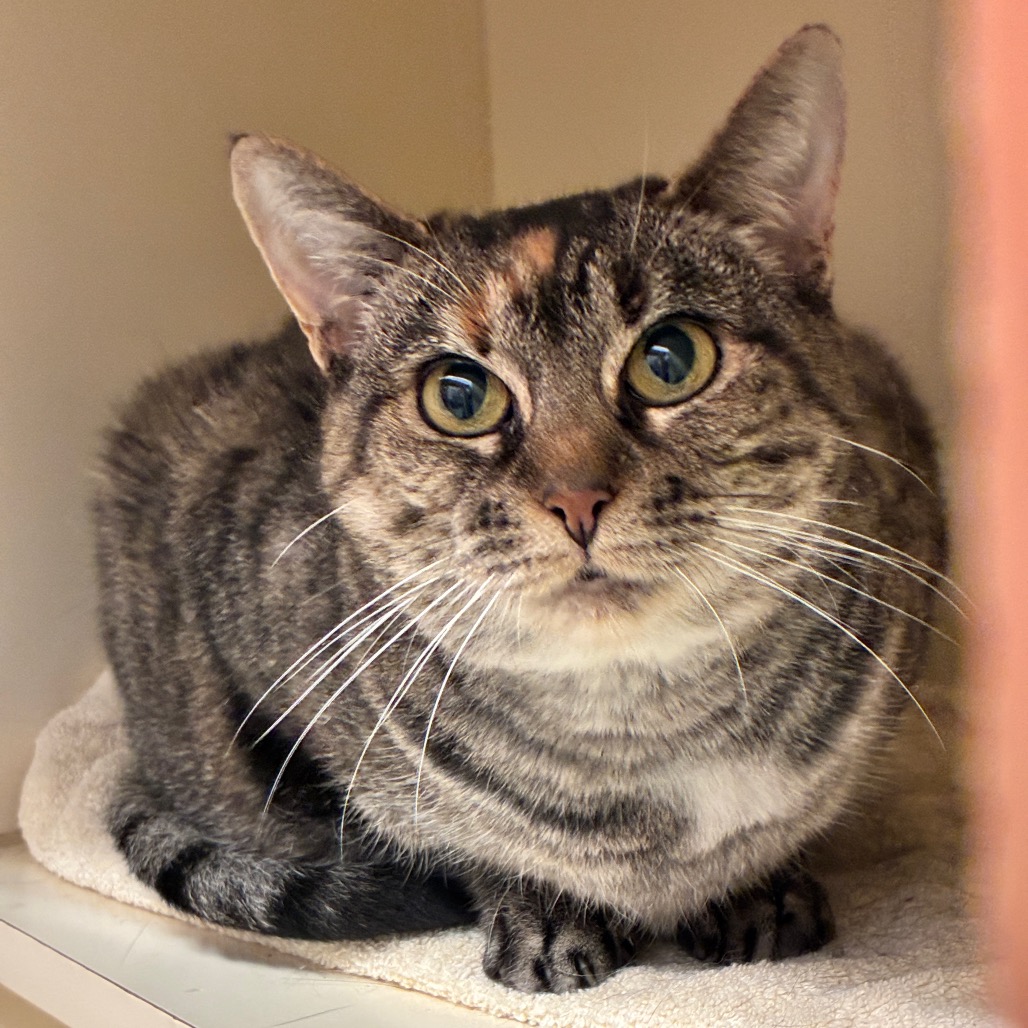 PUDDING - Domestic Shorthair for adoption in Dayton