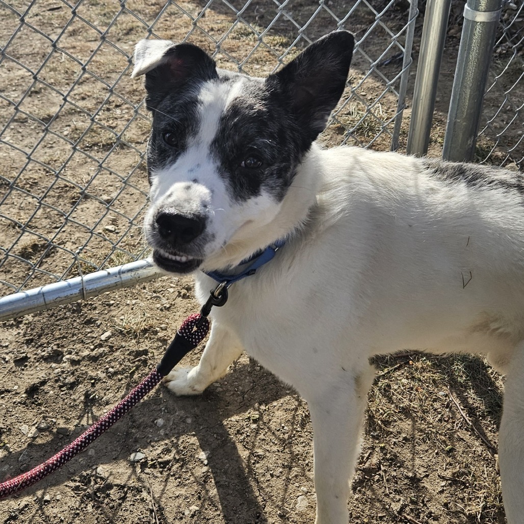 Rocky — thumbnail 3