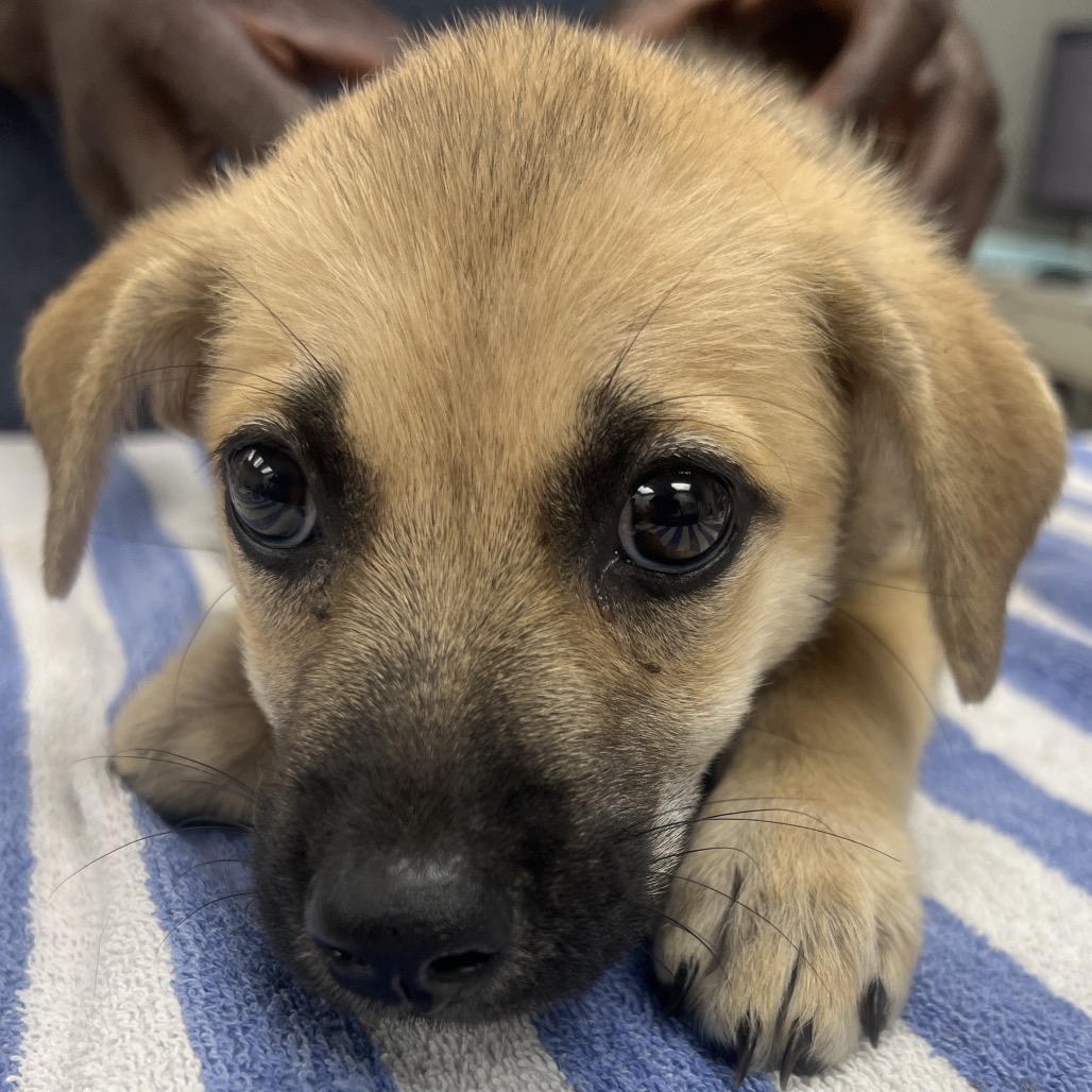 ADMIRAL - Mixed Breed (Medium) available for adoption