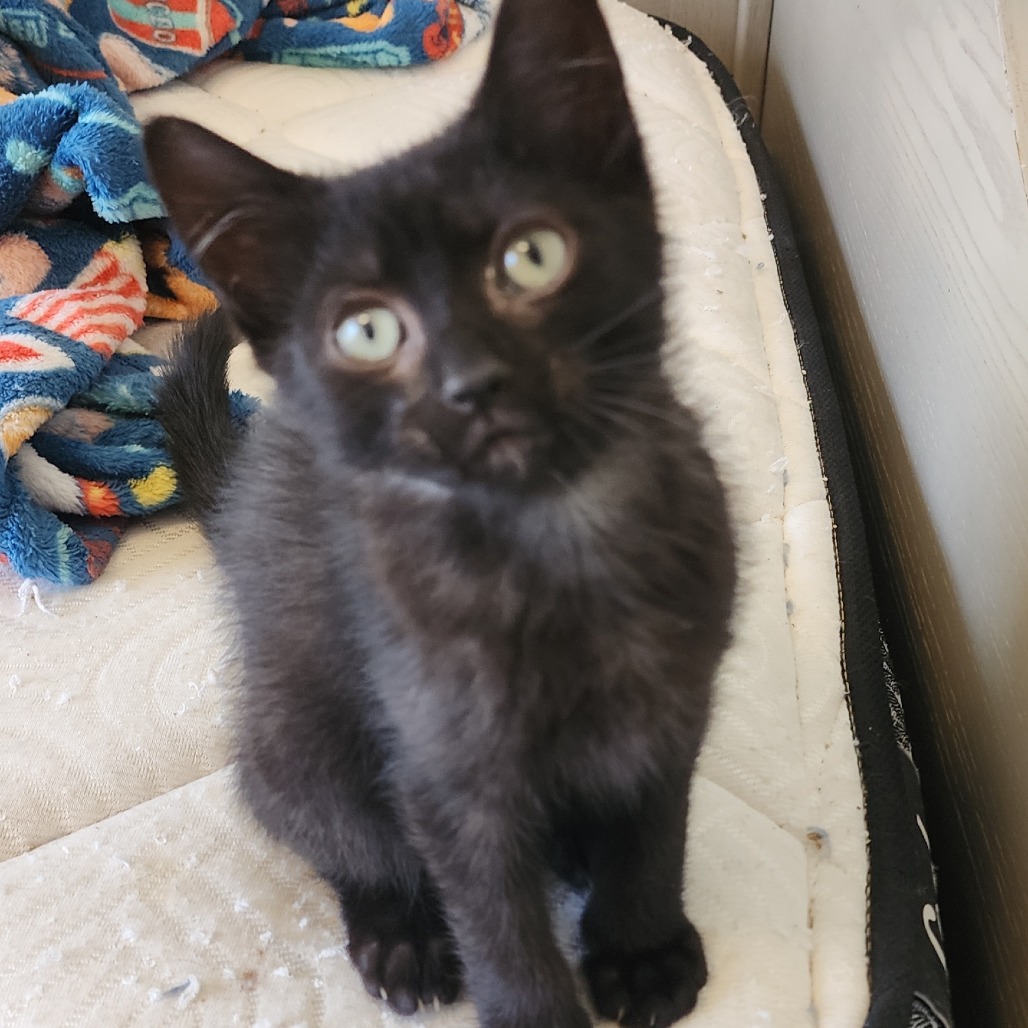 PHINX - Domestic Shorthair for adoption in West Jordan