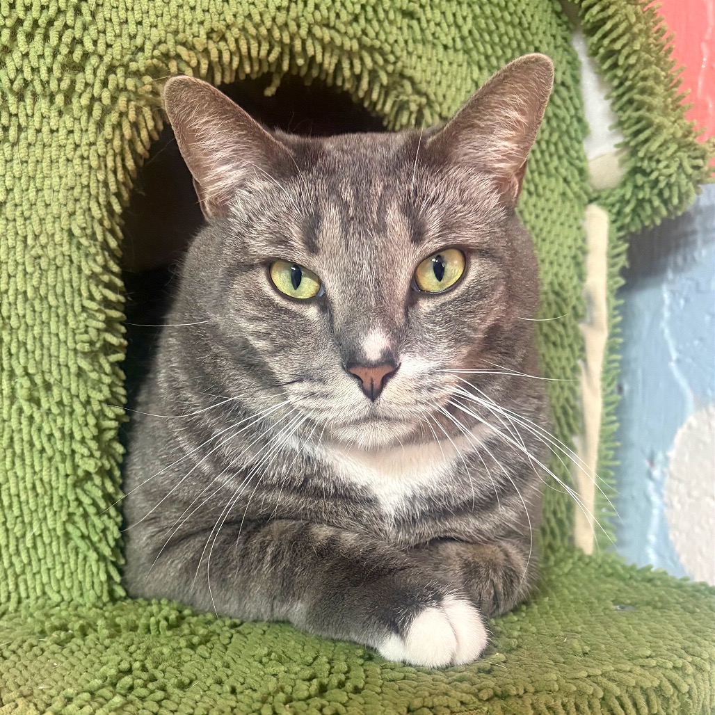 RIVER - Domestic Shorthair available for adoption