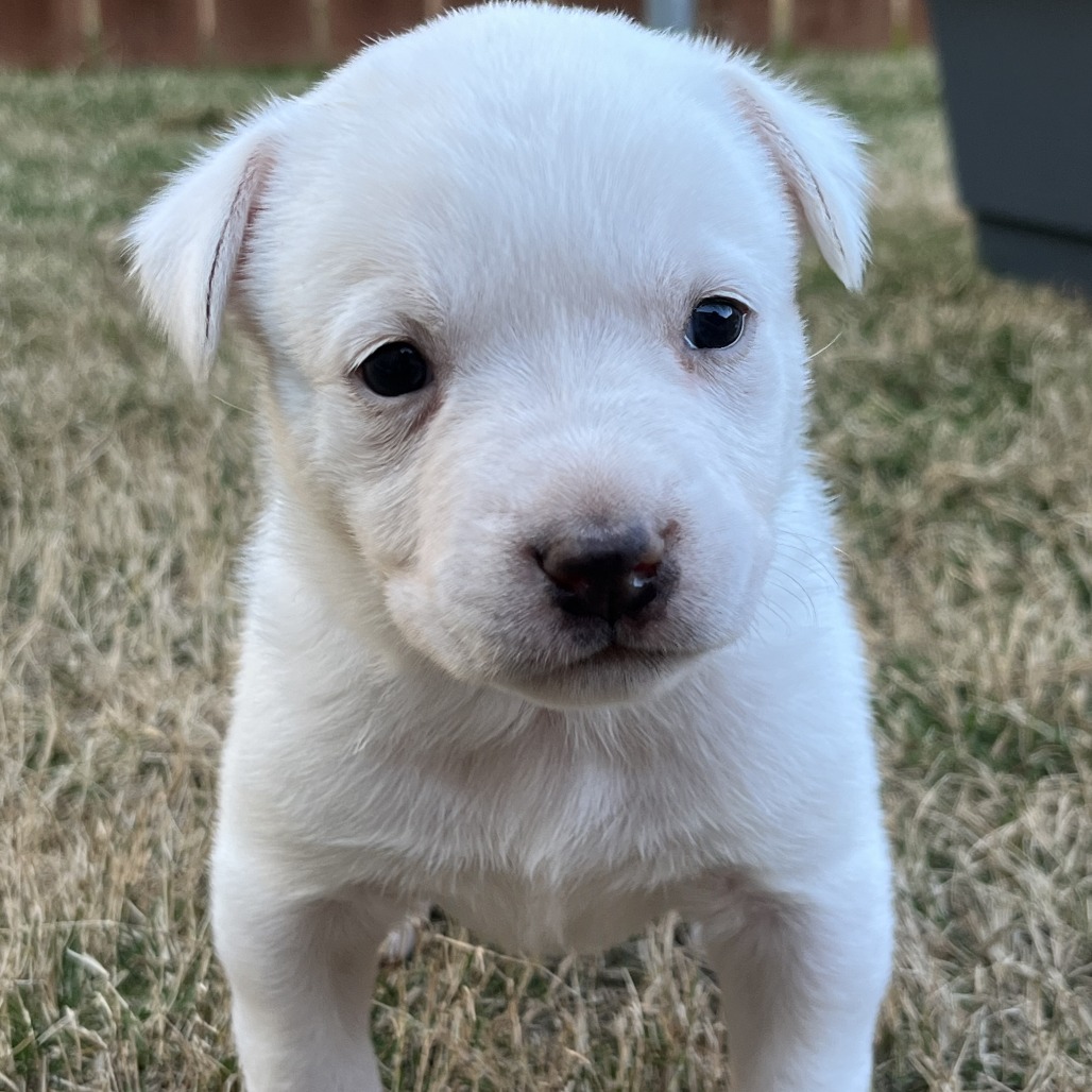 Doughly Parton — thumbnail 8