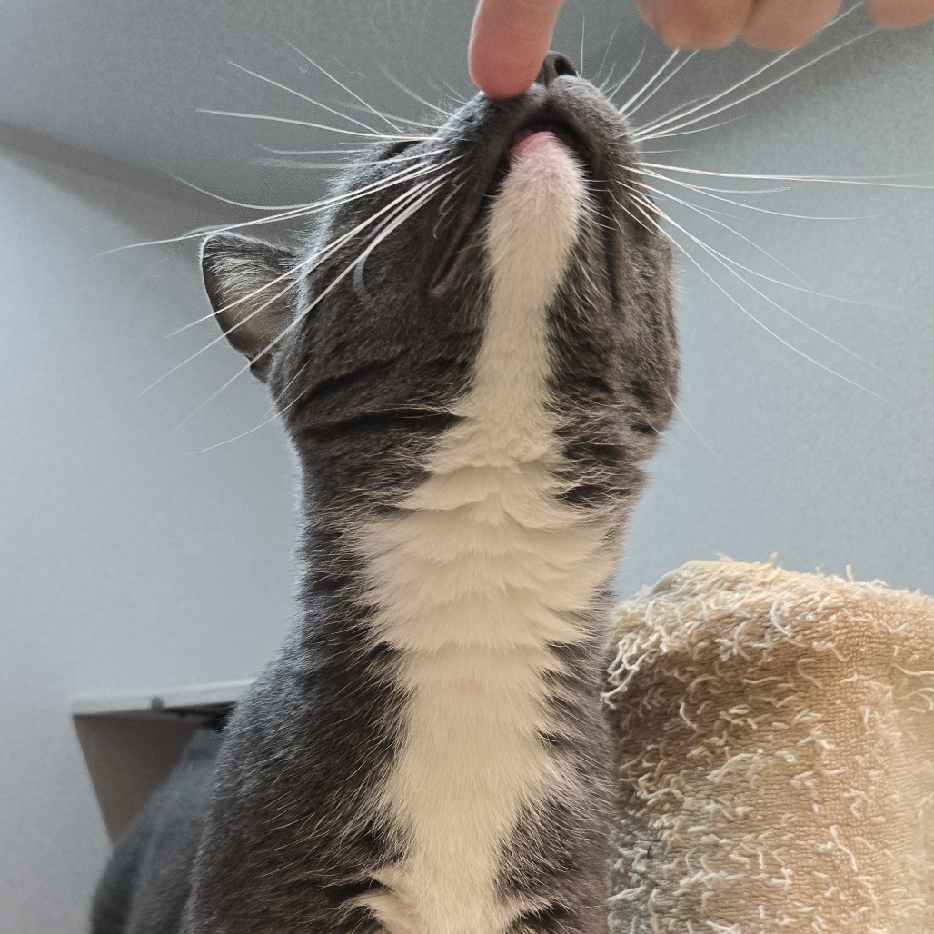 Photo of Kiwi 3