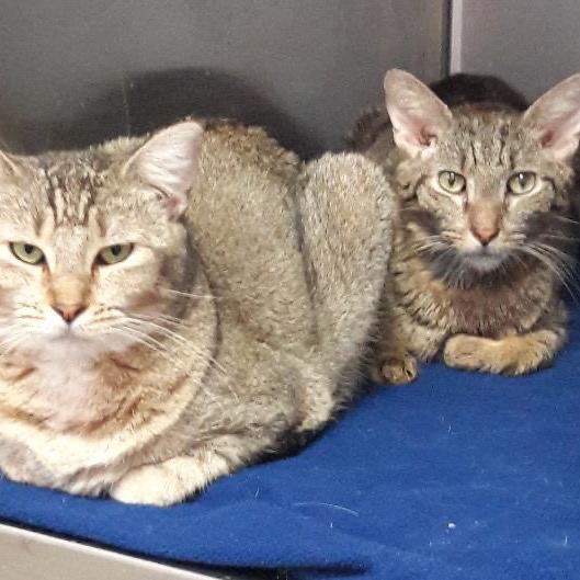 Close-up photo of Whisper