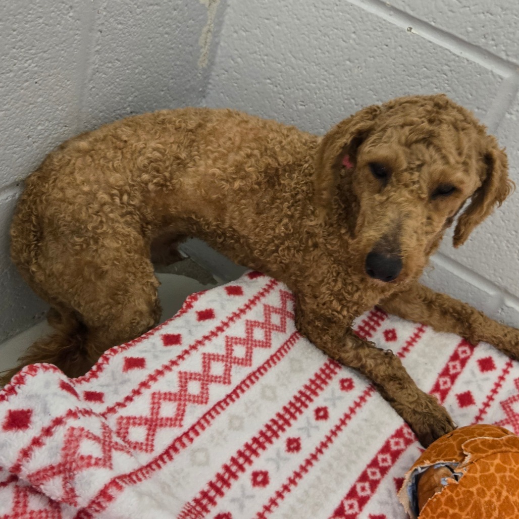 Sheldon — thumbnail 2