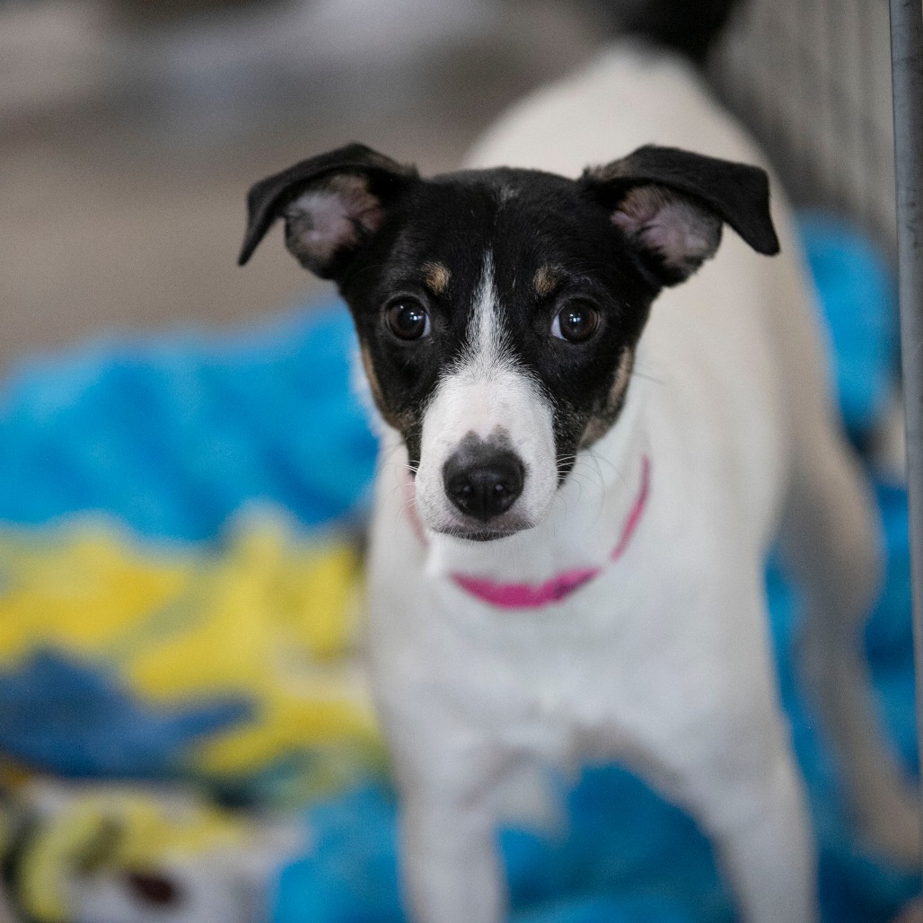 SALINA (JN26-92) - Terrier, Jack Russell / Mixed Breed (Medium) available for adoption