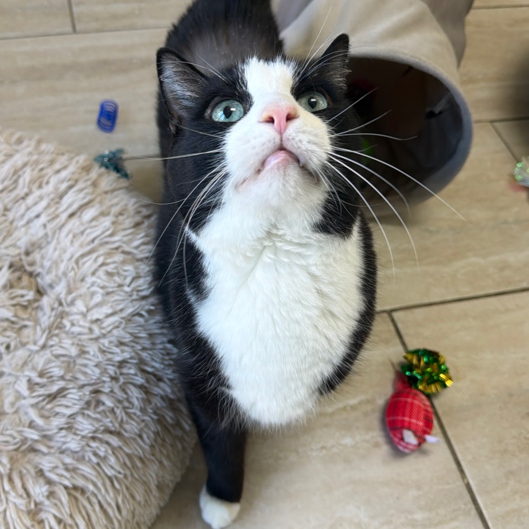 Tux