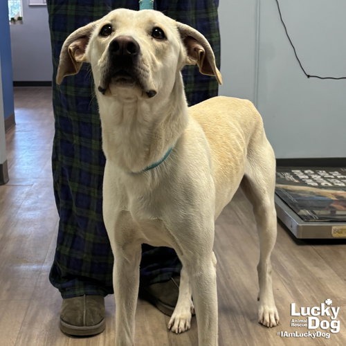 JAMES EARL BONES - Retriever, Labrador / Mix available for adoption