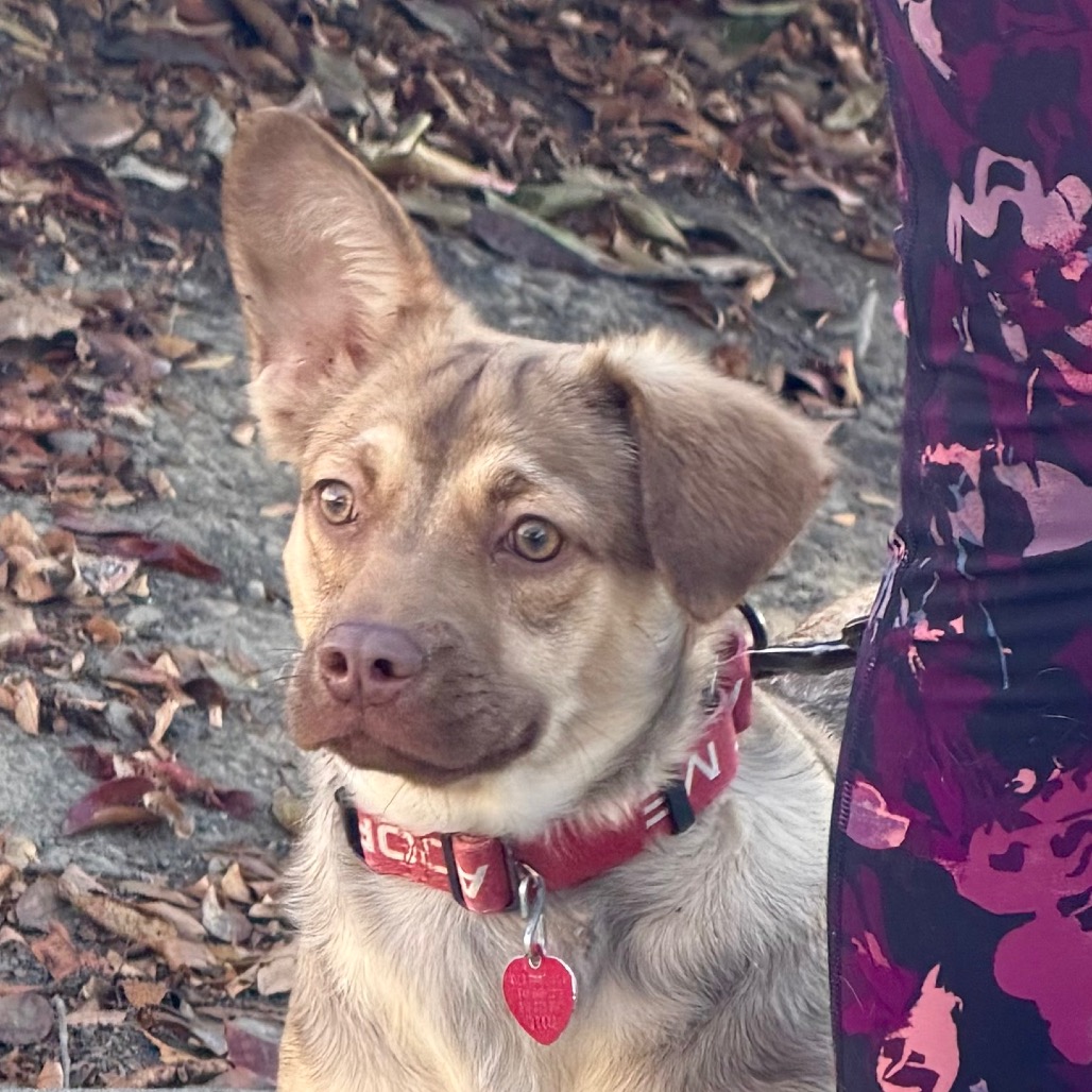 MAGGIE