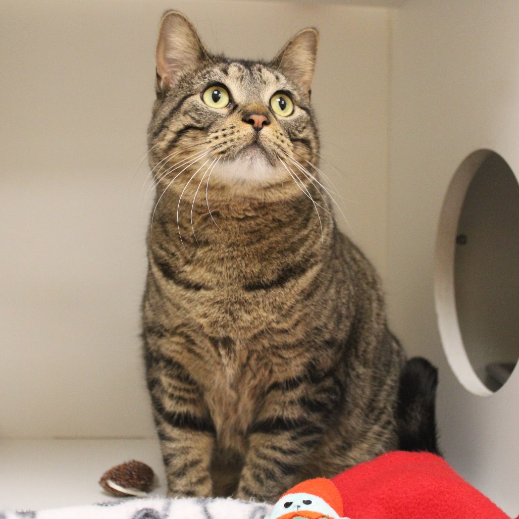 Evangeline — thumbnail 4