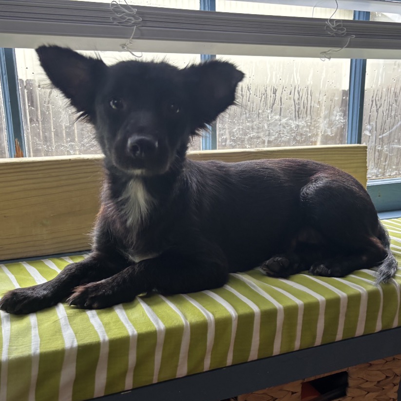 ROXY - Dachshund, Miniature Long Haired / Mixed Breed (Small) for adoption in San Antonio