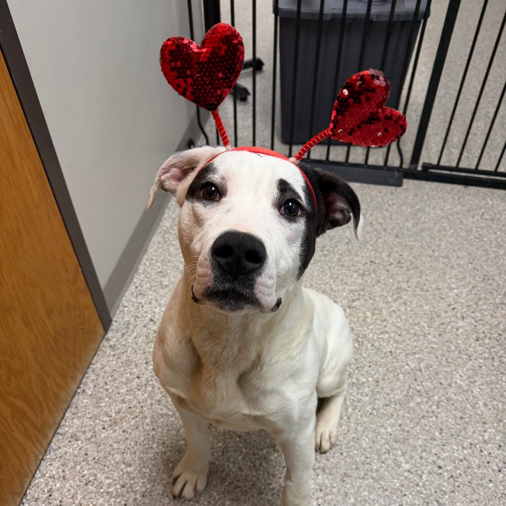 Scooter — thumbnail 5