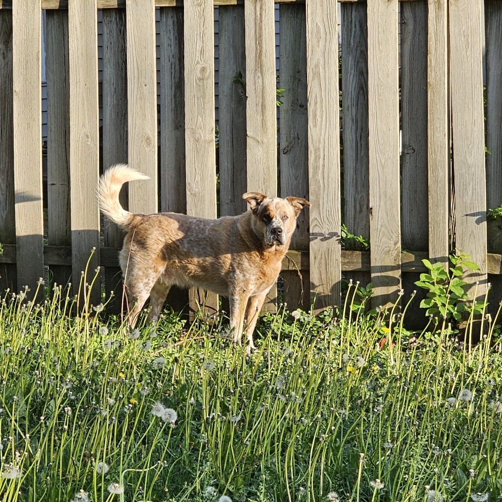 Buddy D11099
