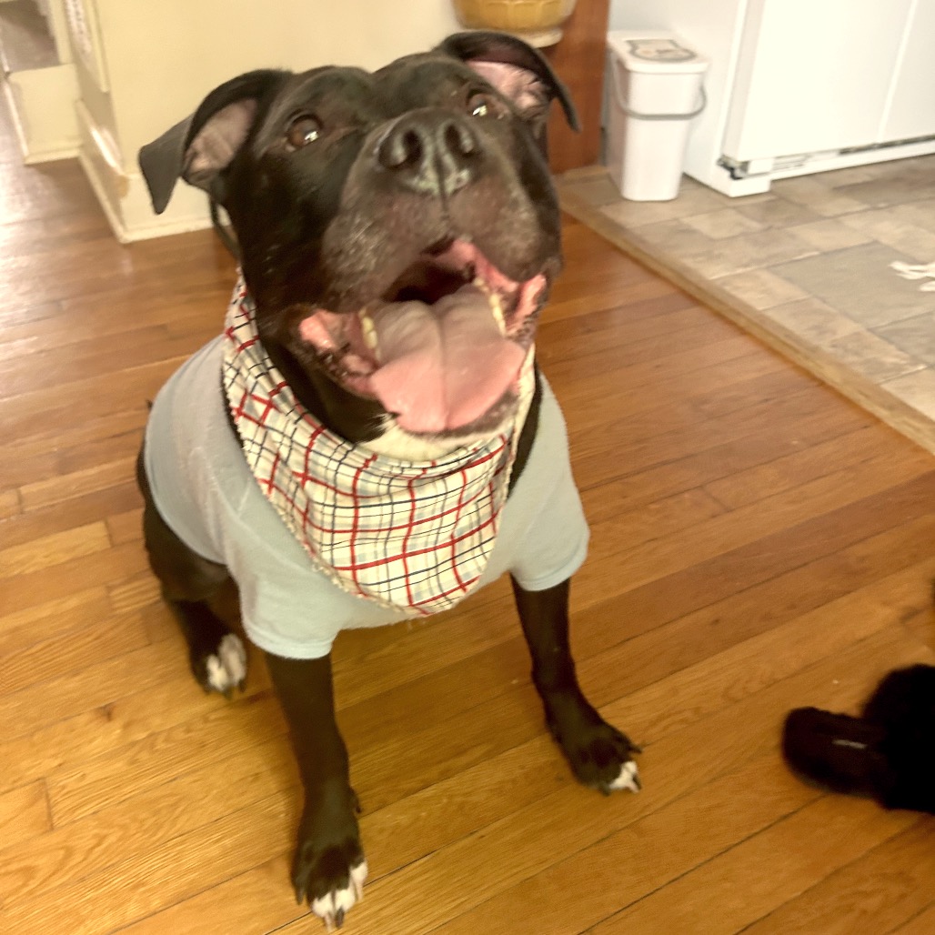 Bowser, photo 43