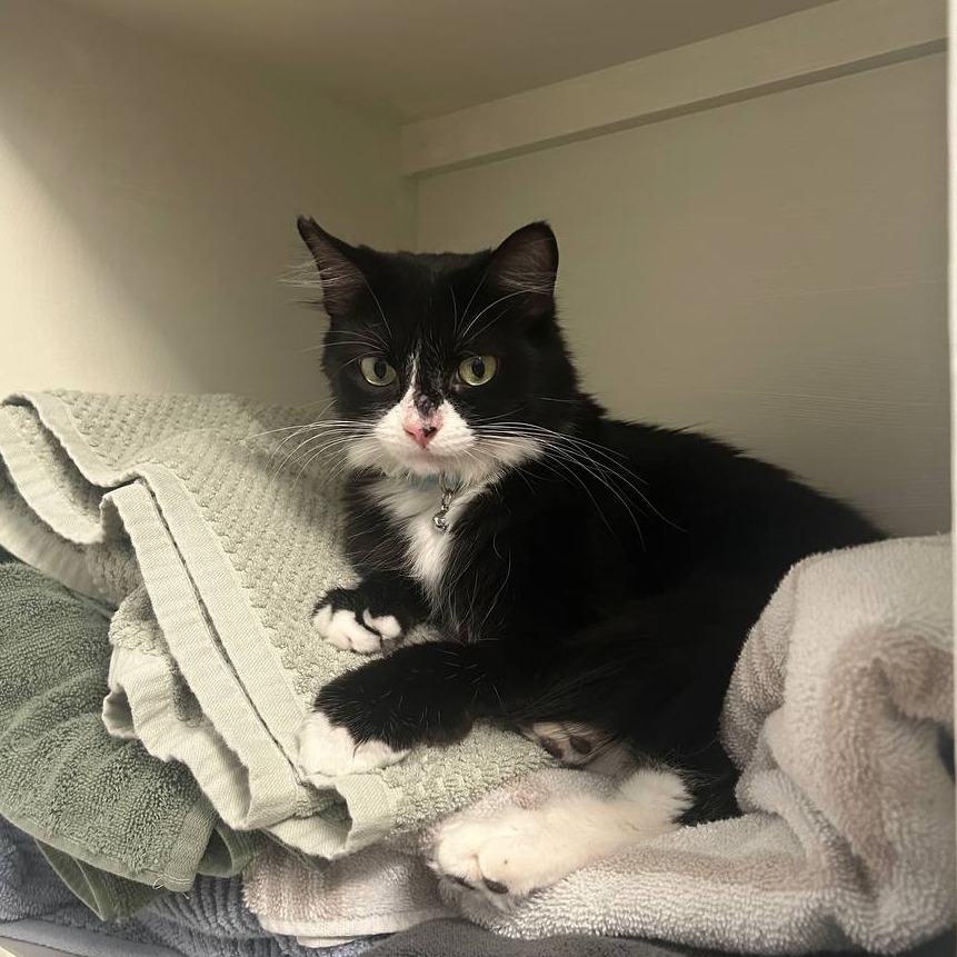 Willow Wisp  picture #4