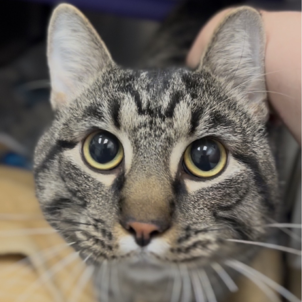 Tucker
