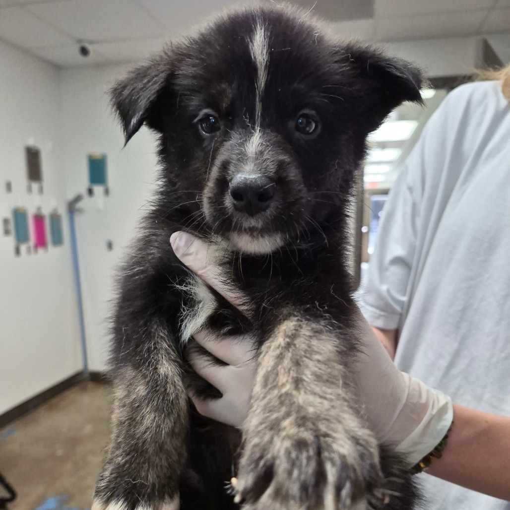 BROBEE - Shepherd / Mix available for adoption