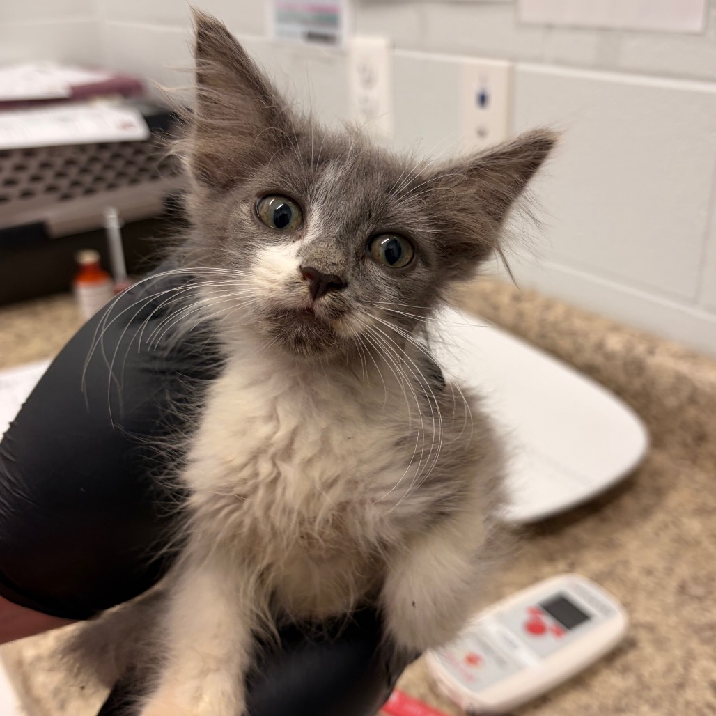 BUNNY - Domestic Longhair available for adoption