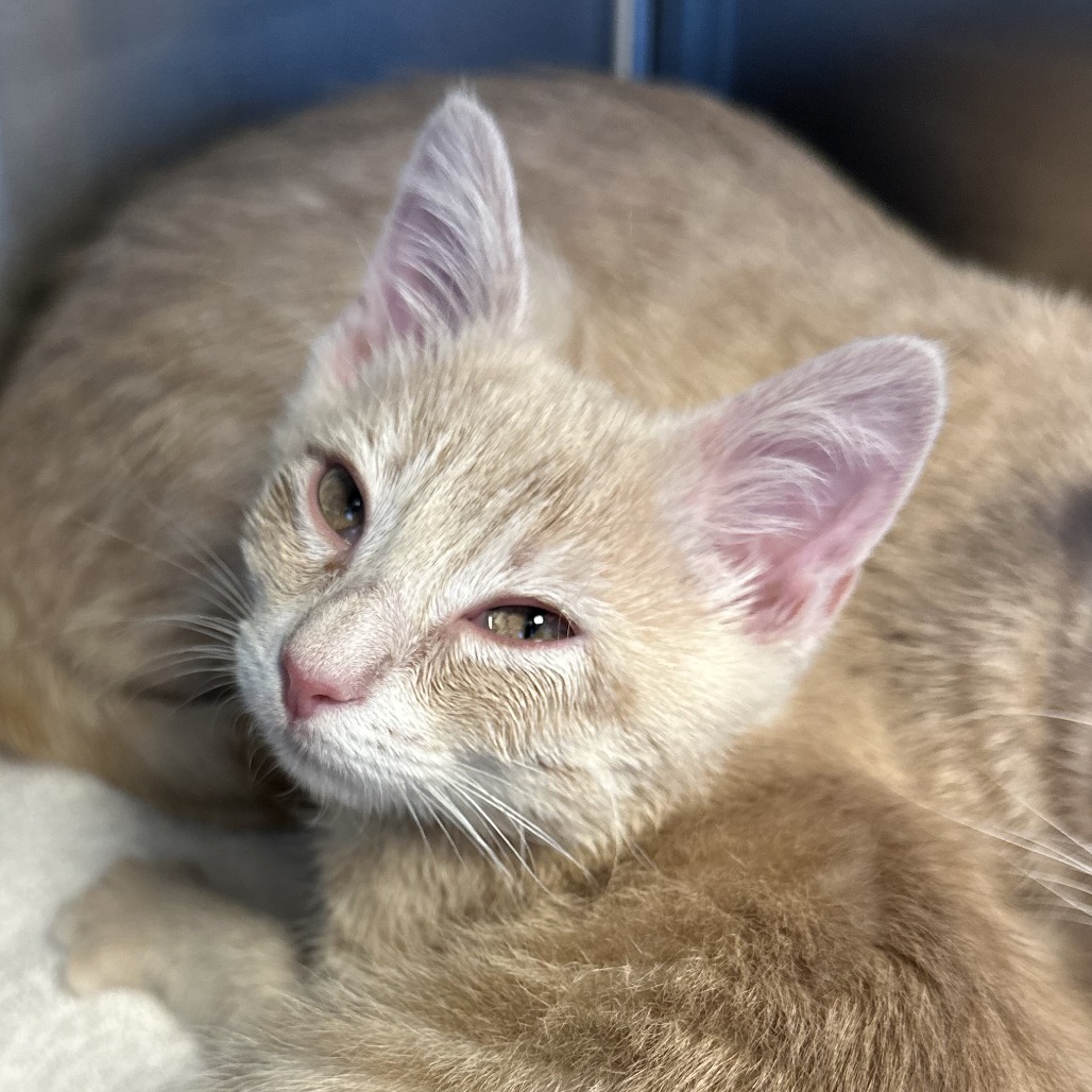 GOURD - Domestic Shorthair available for adoption