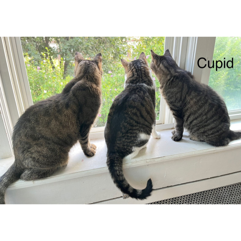 Cupid, photo 6