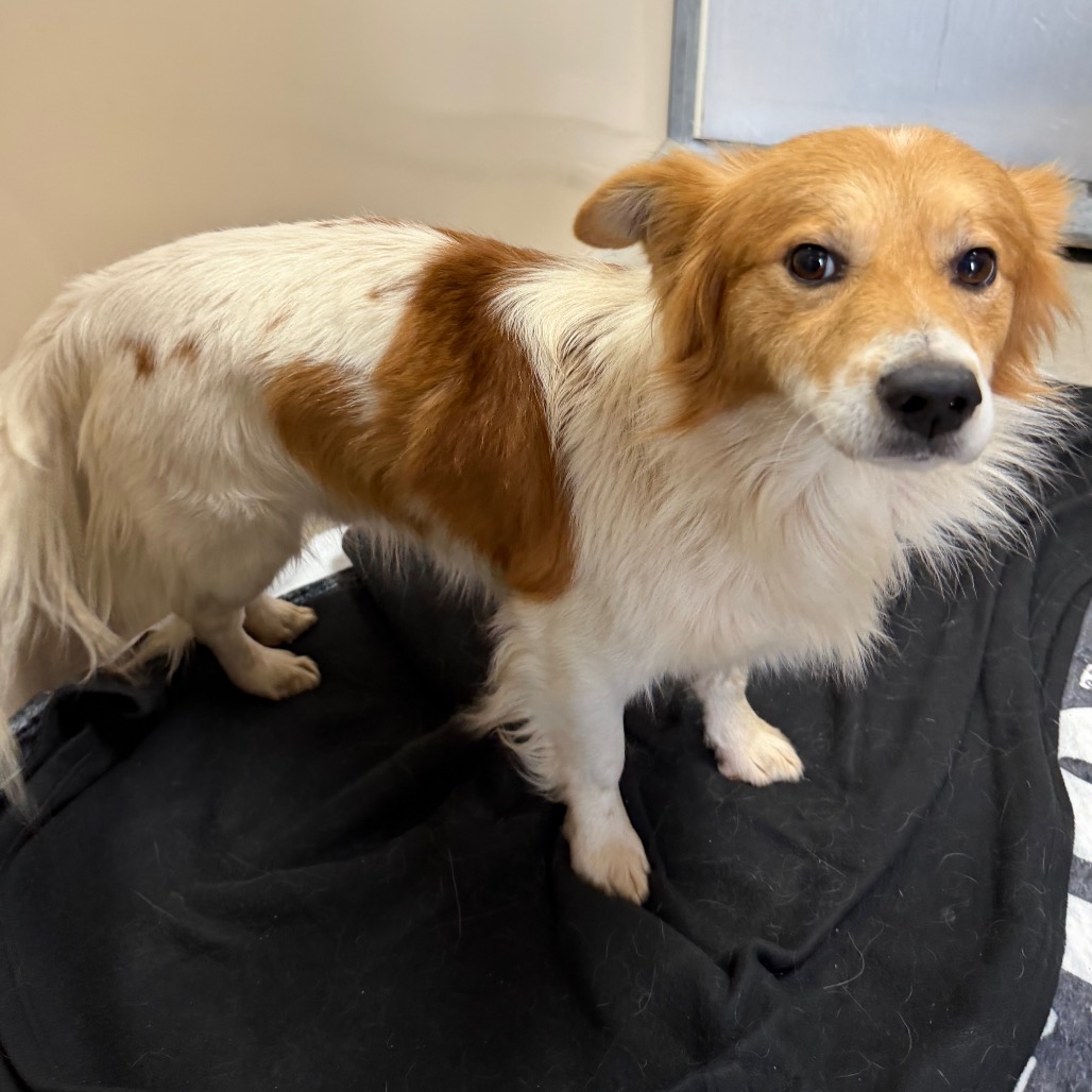 Kennel#17b Gus's preview photo