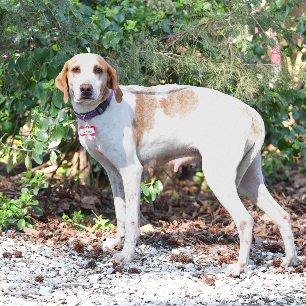 Gidget, photo 2