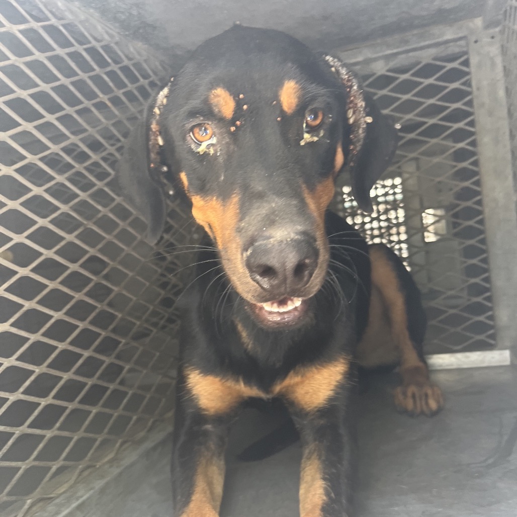 DUKE KABOOM - Pinscher, Doberman / Rottweiler available for adoption