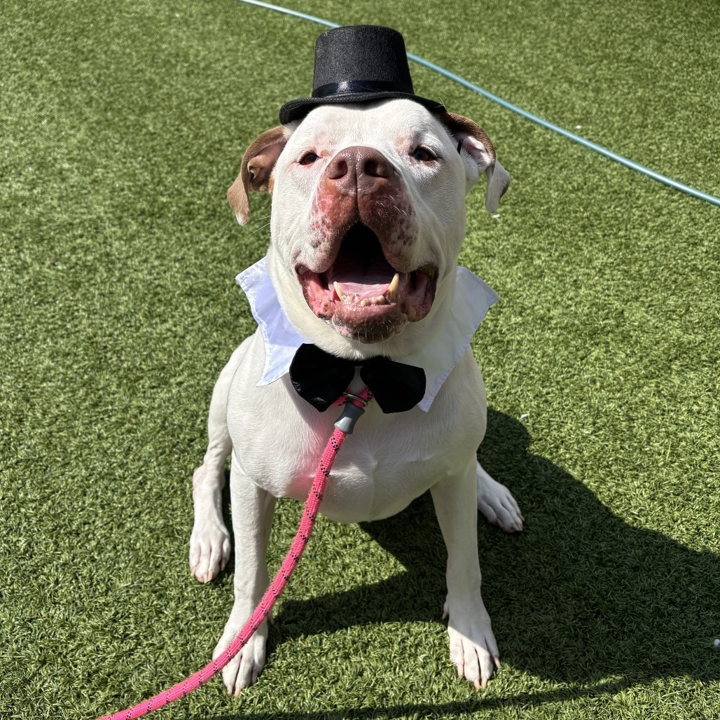 ZEUS - Mixed Breed (Large) available for adoption