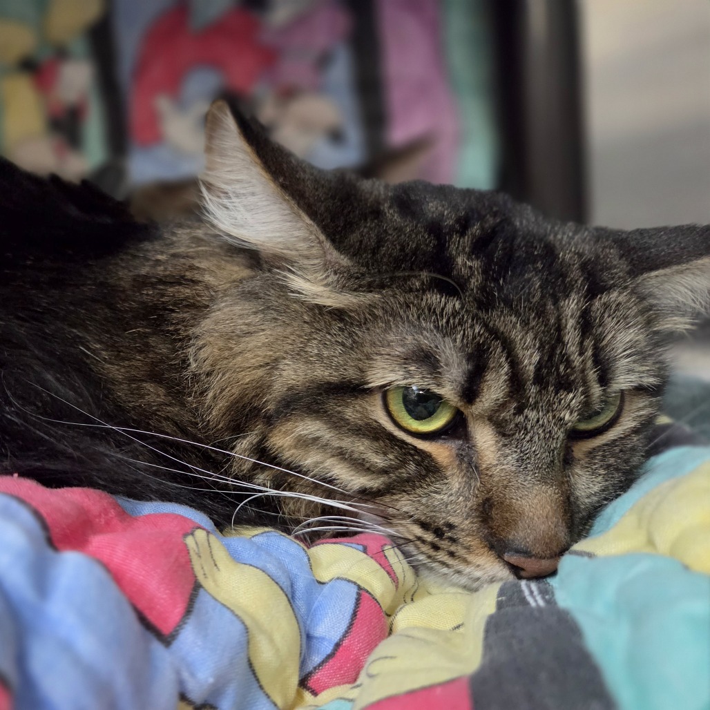 TAMALITO - Domestic Longhair available for adoption